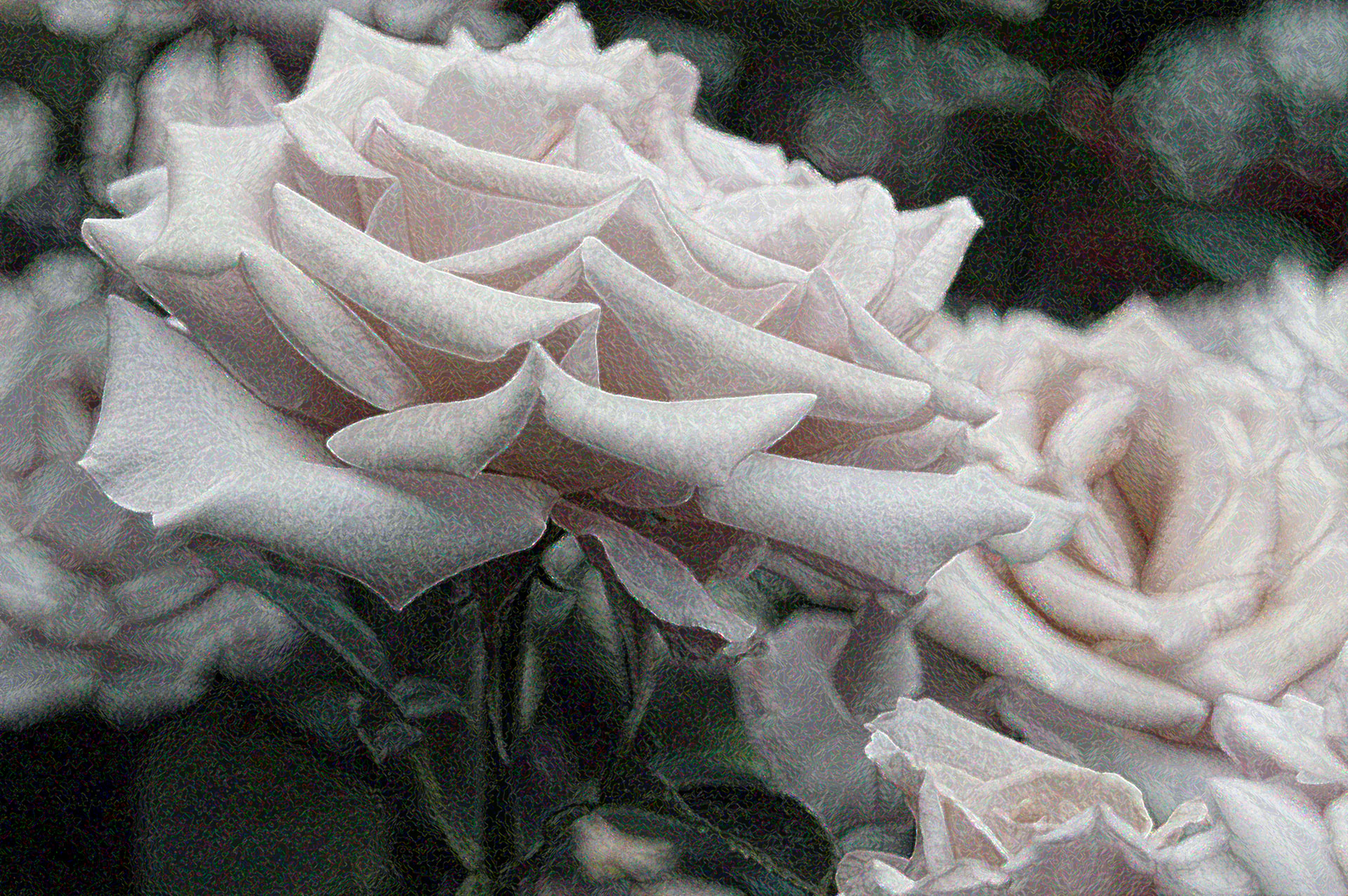 Mille-petals-splendid-1920x1277