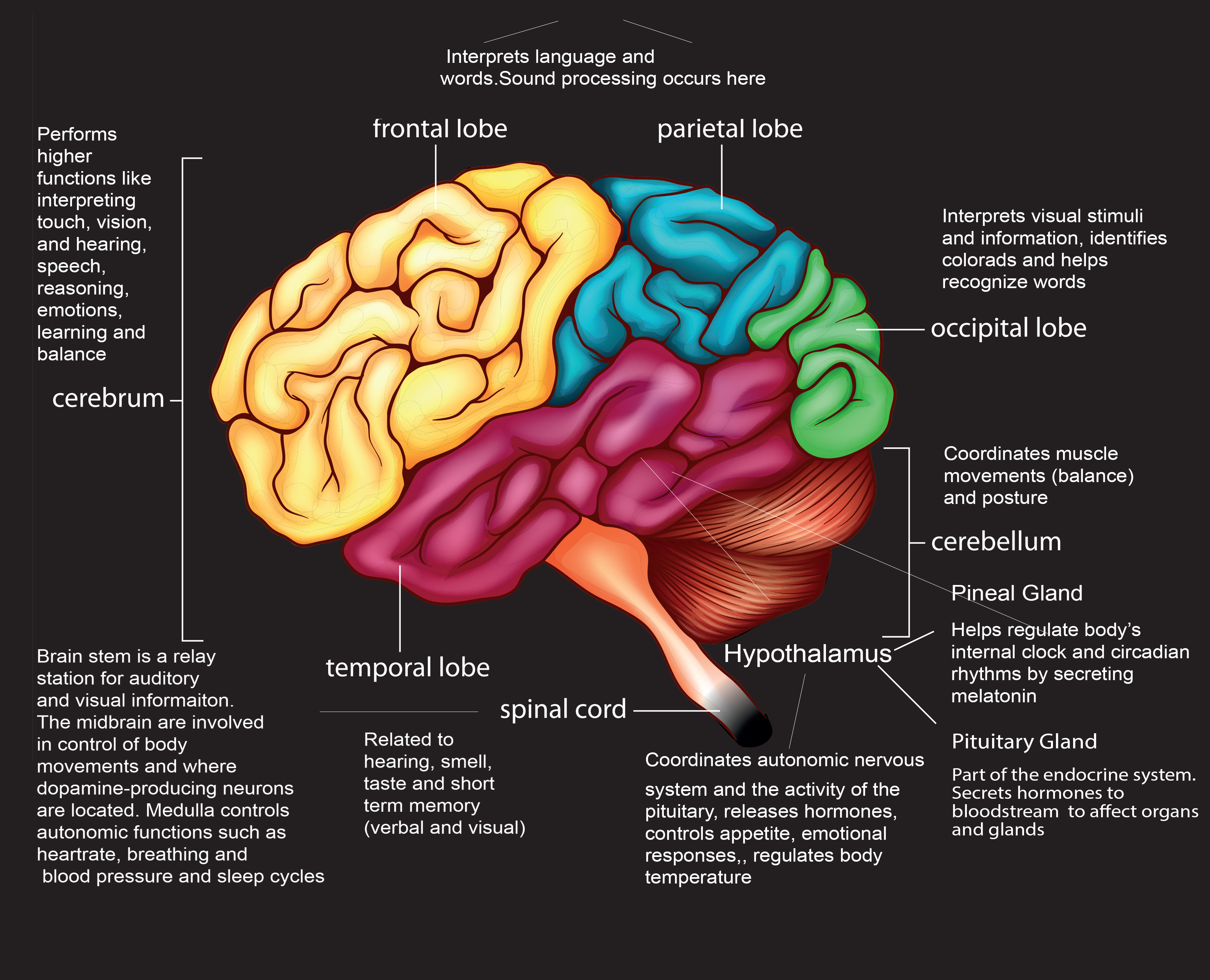 brain and functions